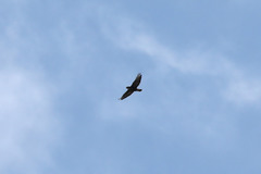 Buteo buteo rothschildi
