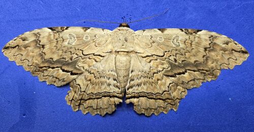 Owl Moth