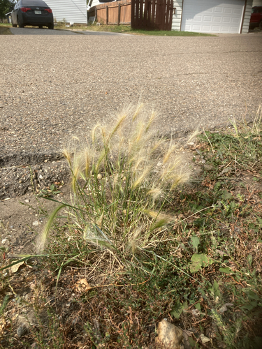 Foxtail Barley