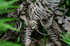 Dichromodes stilbiata