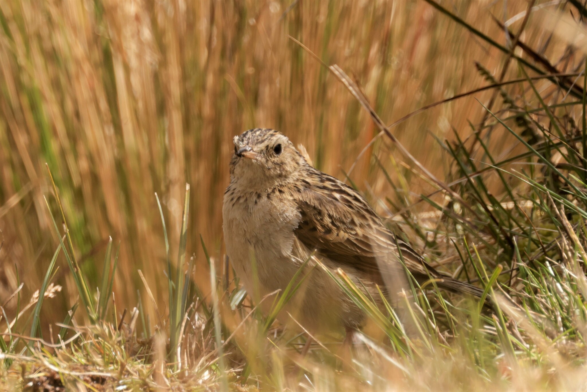 Paramo Pipit (Anthus bogotensis), photo 4