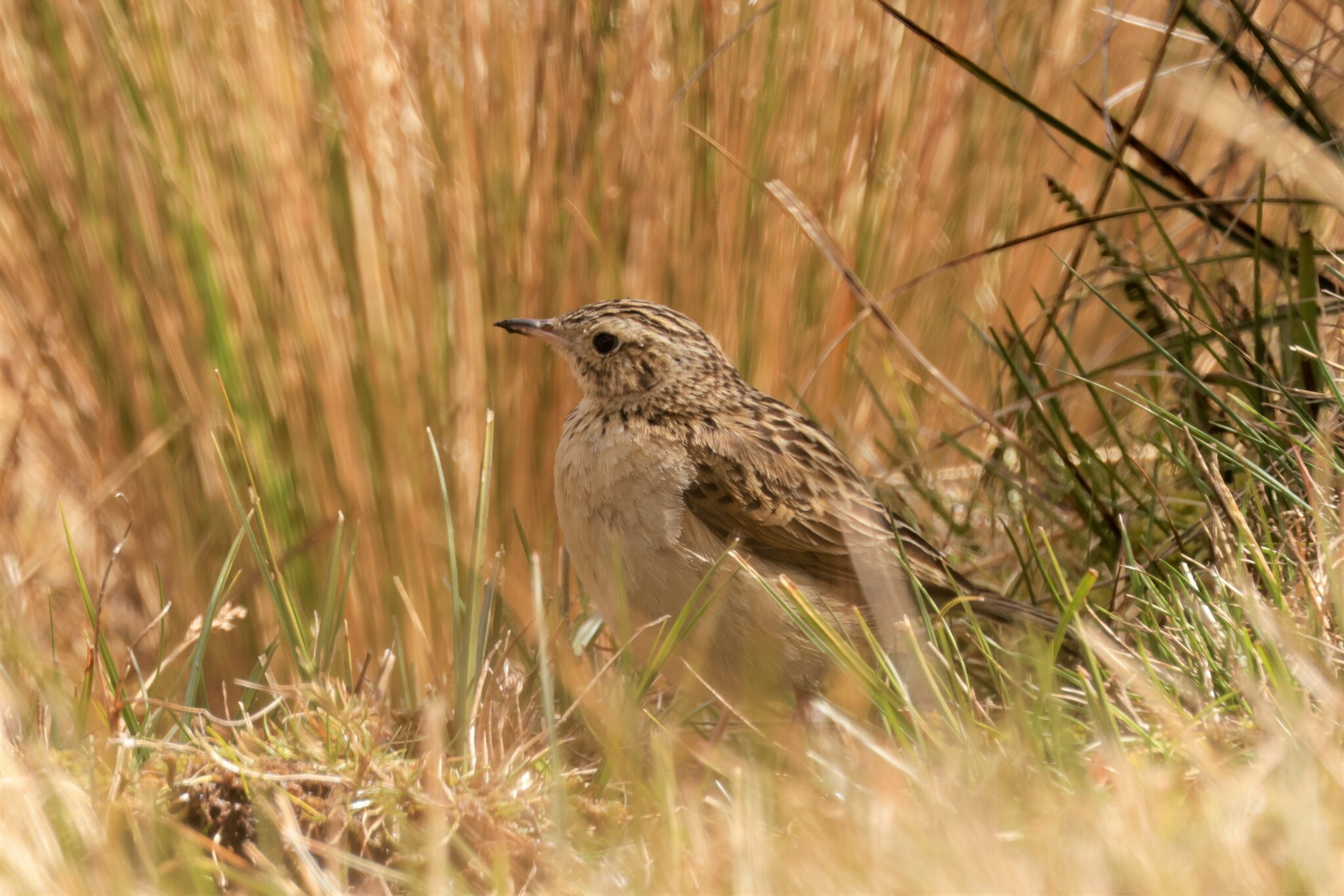 Paramo Pipit (Anthus bogotensis), photo 3