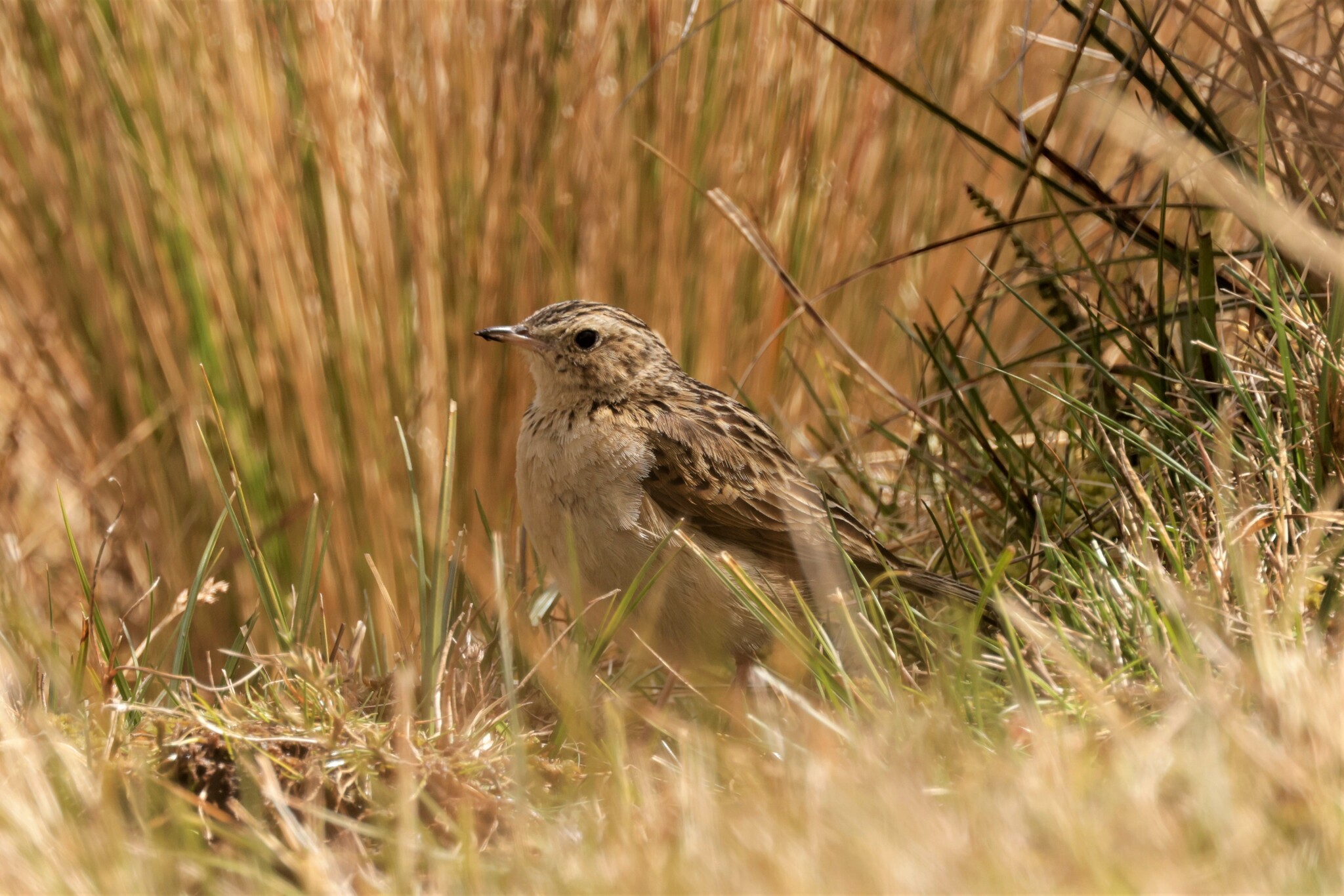 Paramo Pipit (Anthus bogotensis), photo 9