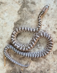 Arizona elegans occidentalis