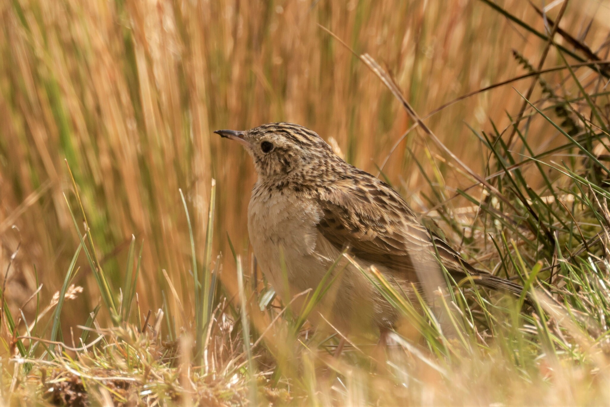 Paramo Pipit (Anthus bogotensis), photo 10