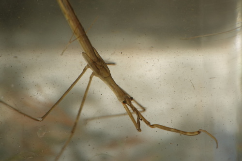 Eurasian Water Stick Insect, Heiloo, Nederland, photo 4 of 10