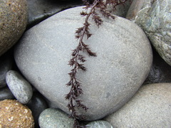 Odonthalia