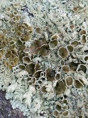 Xanthoparmelia stenophylla