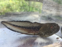 Lithobates heckscheri