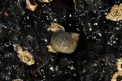 Tectarius striatus
