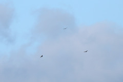 Buteo buteo rothschildi