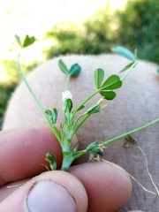 Trifolium ornithopodioides