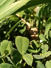 Trifolium ornithopodioides