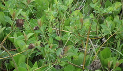 Salix fuscescens