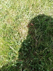 Trifolium ornithopodioides