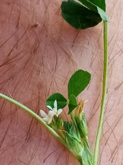 Trifolium ornithopodioides