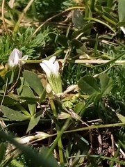 Trifolium ornithopodioides