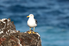 Larus michahellis atlantis