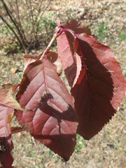 Prunus sargentii