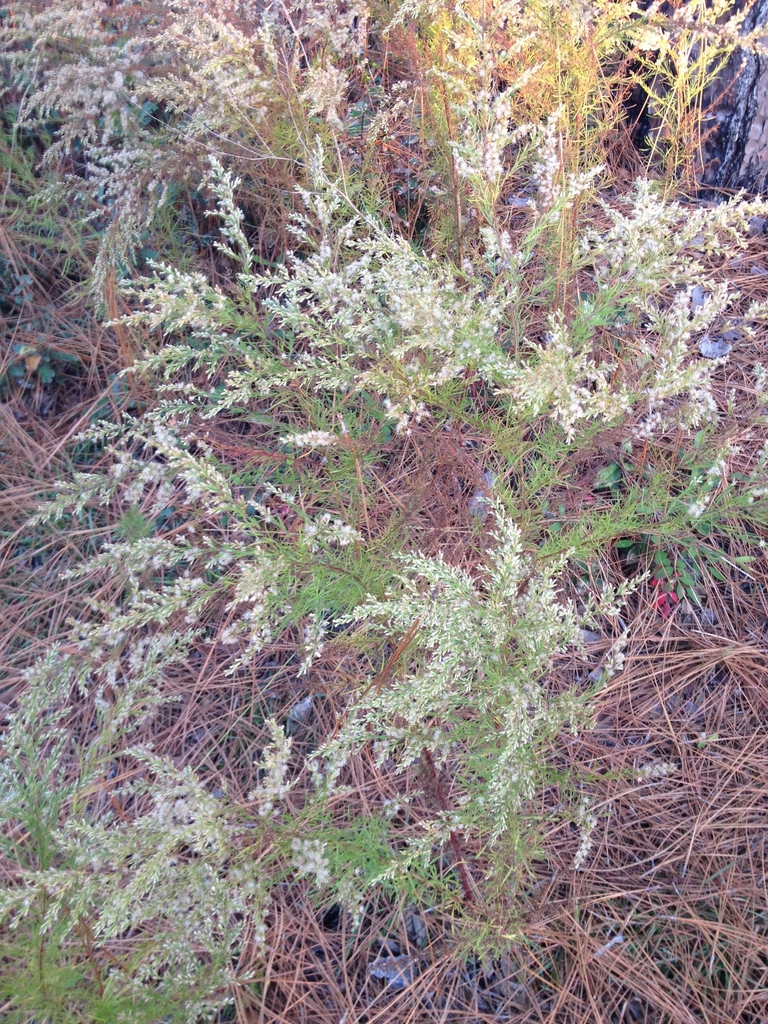 Coastal Dog Fennel from Okaloosa, Florida, United States on November 16