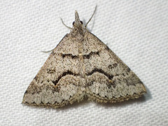 Dichromodes mesogonia