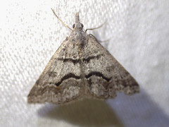 Dichromodes mesogonia