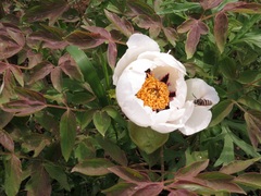 Paeonia × suffruticosa
