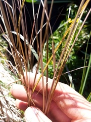 Carex buchananii