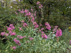 Photo of 
