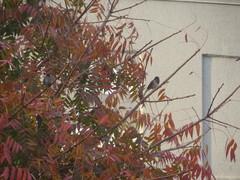 Junco hyemalis