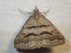 Dichromodes mesogonia