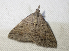 Dichromodes mesogonia