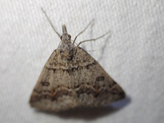 Dichromodes mesogonia