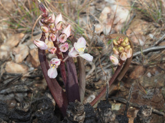Lachenalia patula
