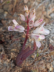 Lachenalia patula