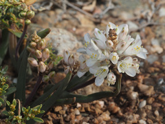 Lachenalia patula