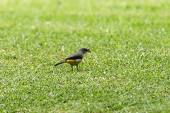 Motacilla cinerea patriciae