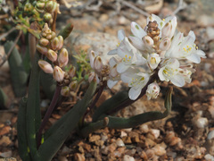 Lachenalia patula