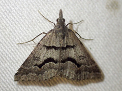 Dichromodes mesogonia