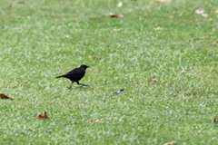 Turdus merula azorensis