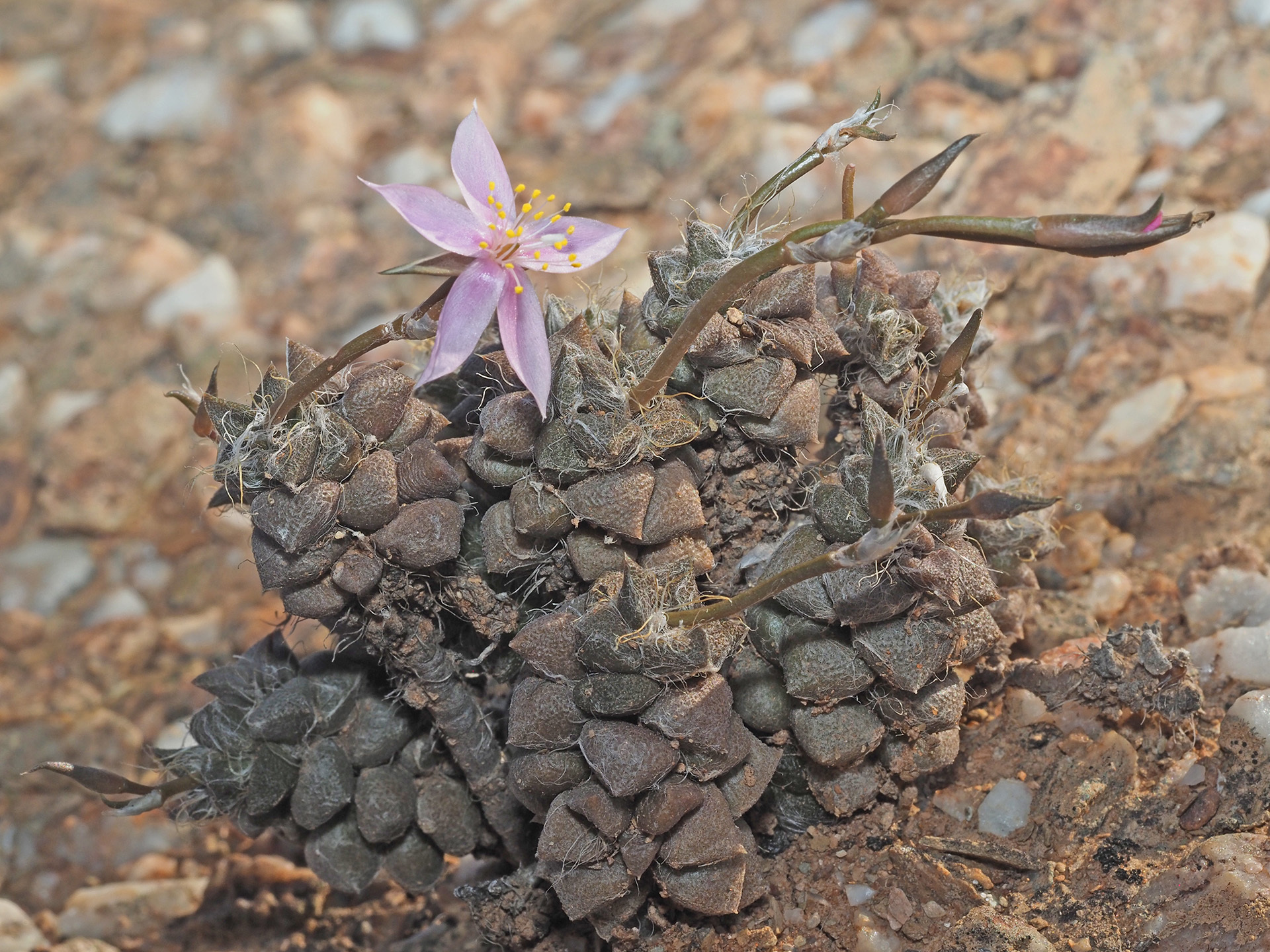 Anacampseros arachnoides