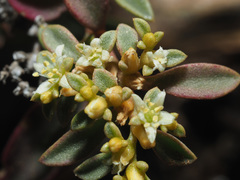 Aizoon sarcophyllum