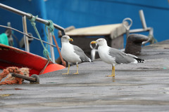 Larus michahellis atlantis