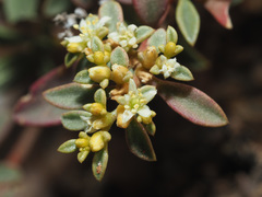 Aizoon sarcophyllum