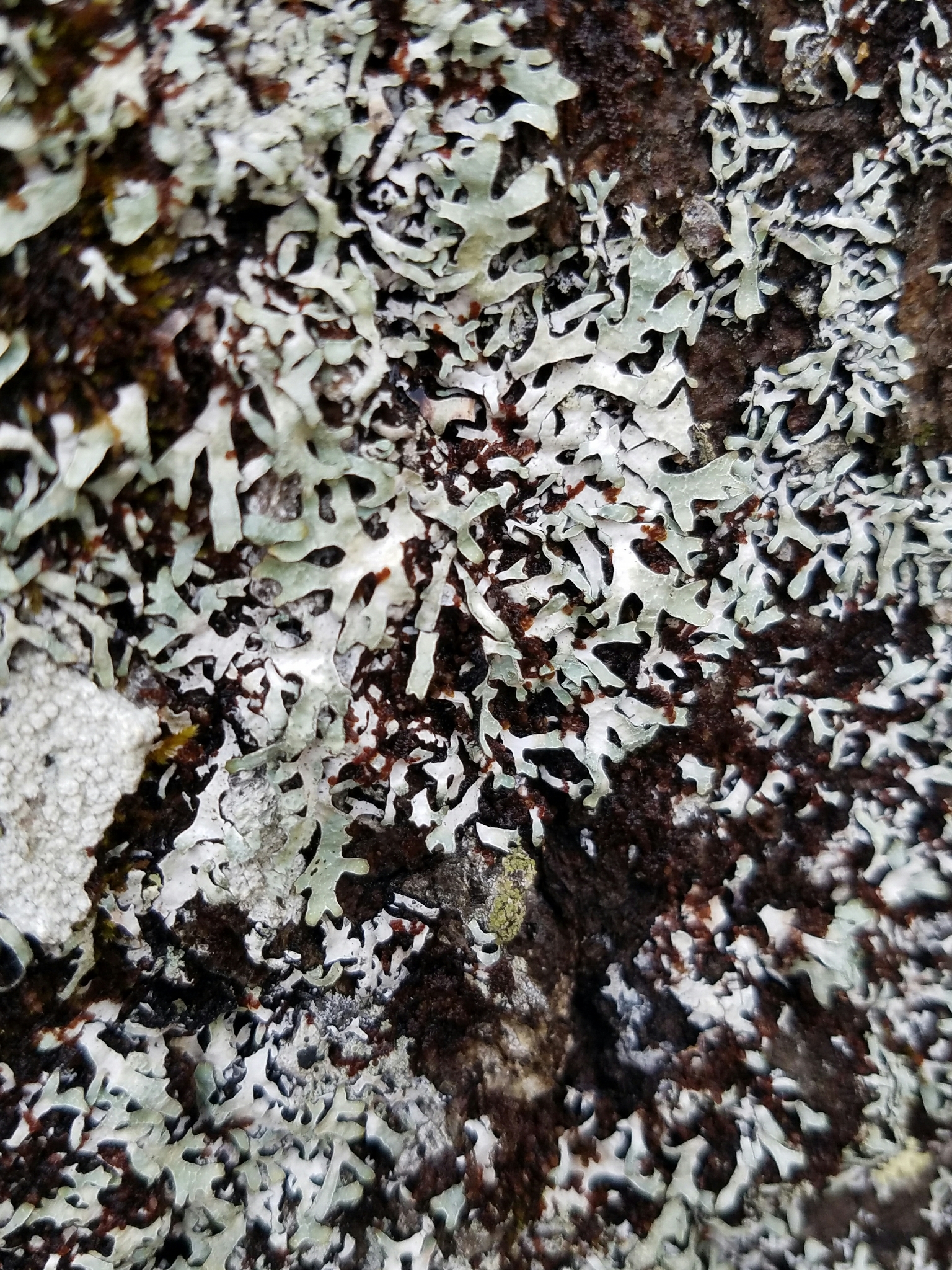 Parmelia sulcata image