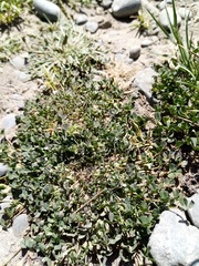 Trifolium ornithopodioides