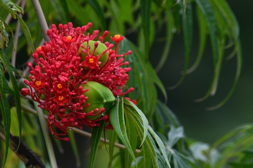 Jatropha multifida