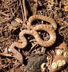 Hypsiglena ochrorhynchus klauberi