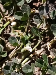 Trifolium ornithopodioides