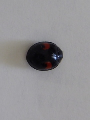 Coccinellidae